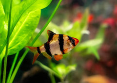 Tiger Barb | Tiger Barbs for Sale | Live fish online | coburgauqarium.com.au｜Aquarium FIsh for sale | Tropicah fish store | Freshwater Fish | Coburg Aquarium