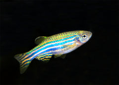 Zebra Danio | coburgaquarium.com.au | Live Fish in Australia | Freshwater | Tropical | Plants | Aquaponics | Coburg Aquarium