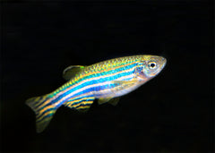 Coburg Aquarium | Zebra Danio | Live Aquarium Fish Online