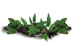 Anubias on Driftwood - 4 Pack
