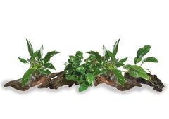 Anubias on Driftwood - 4 Pack