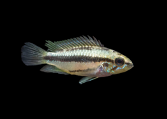 Apistogramma Trifasciata | Dwarf Cichlid for Sale | American Cichlid | Freshwater FIsh for sale | Buy aquarium Fish | LIve fish | Tropcial fish online| Coburg Aquarium