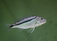 Malawi Hawk | Aristochromis christyi | Live fish online | coburgauqarium.com.au|Aquarium FIsh for sale | Tropicah fish store | African Cichlid | Freshwater Fish | Coburg Aquarium