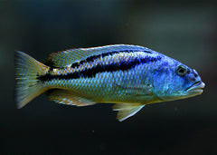 Malawi Hawk | Aristochromis christyi | Live fish online | coburgauqarium.com.au|Aquarium FIsh for sale | Tropicah fish store | African Cichlid | Freshwater Fish | Coburg Aquarium