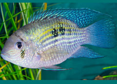 Blue Acara | Aquarium Shop | Aquarium Fish | Live fish online | coburgauqarium.com.au｜Aquarium FIsh for sale | Tropicah fish store | Freshwater Fish | Coburg Aquarium