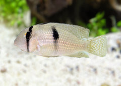 Bandit Cichlid - Guianacara sp.