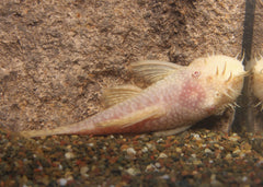 Bristlenose Catfish - Albino Fish Live Tropical