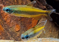Coburg Aquarium | Brown Congo Tetra | Shop Live Fish | Tropical Fish