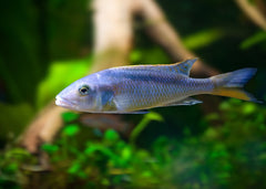 buccochromis rhoadesii | tropical cichlid | Freshwater FIsh for sale | Buy aquarium Fish | LIve fish | Tropcial fish online| Coburg Aquarium