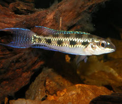 Coburg Aquarium | Checkered Board Cichlid | Shop live aquarium fish online