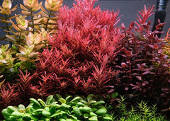 Colorata Rotala