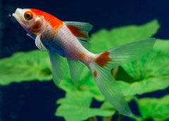 Comet Red and White | Comet Goldfish for Sale | Goldfish | Coldwater Goldfish | Buy Goldfish Online | Coburg Aquarium | Aquarium Fish for Sale | Buy Goldfish in Australia | coburgaquarium.com.au