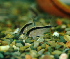 Coburg Aquarium | Skunk Corydoras Catfish | Shop Live Aquarium Fish Online