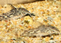 Coburg Aquarium | Corydoras - Barbatus | Shop live tropical aquarium fish online