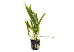 Cryptocoryne Balansae in Mesh Pot