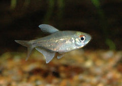 Coburg Aquarium | Diamond Tetra | Live fish online