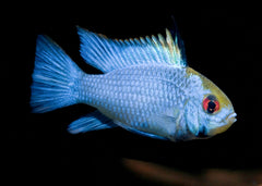 Electric Blue Ram | Live fish online | coburgauqarium.com.au|Aquarium Shop | Aquarium FIsh for sale | Tropicah fish store | Freshwater Fish | Coburg Aquarium