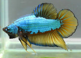 Fighter Male Dragon Scale