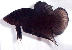 Male Plakat Halfmoon Fancy Betta | Betta For Sale | Tropical Fish Online | Buy Aquarium Fish | Live Freshwater Fish For Sale | Coburg Aquarium | coburgaquarium.com.au