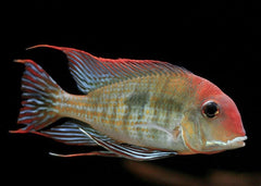 Geophagus Rio Tapajo - a light gray fish with button eyes and reflective scale stripes - Coburg Aquarium