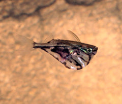 Coburg Aquarium | Hatchet Fish Marble | Live Aquarium Fish Online