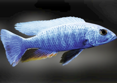 Electric Blue Cichlid - Iceberg