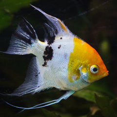 Koi Angelfish Live fish online | coburgauqarium.com.au|Aquarium FIsh for sale | Tropicah fish store | Freshwater Fish | Coburg Aquarium