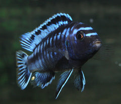 Coburg Aquarium | Melanochromis Johanni | Live aquarium fish online