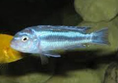 Melanochromis Maingano