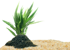 Narrow Leaf Hygrophila