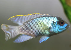 Neon Blue Acara | Live fish online | coburgauqarium.com.au|Aquarium FIsh for sale | Tropicah fish store | Freshwater Fish | Coburg Aquarium
