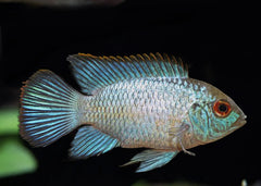 Neon Blue Acara | Live fish online | coburgauqarium.com.au|Aquarium FIsh for sale | Tropicah fish store | Freshwater Fish | Coburg Aquarium