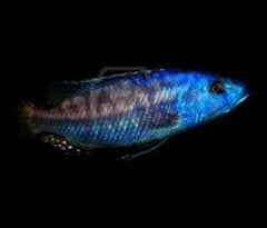 Nimbochromis Fuscotaeniatus