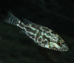 Nimbochromis Polystigma