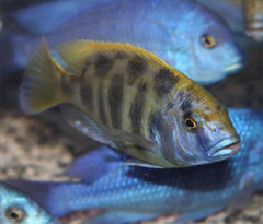 Nimbochromis Venustus