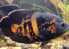 Oscar Cichlid | American Cichlid | Live fish online | coburgauqarium.com.au|Aquarium FIsh for sale | Tropicah fish store | African Cichlid | Freshwater Fish | Coburg Aquarium