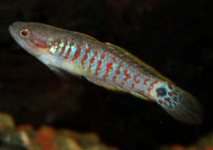 Peacock Gudgeon