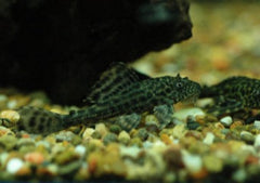 Coburg Aquarium | Pleco | Shop live aquarium fish online