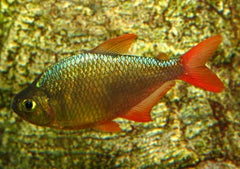 Red Blue Colombian Tetra is a pretty freshwater fish suit for all level of Aquarists | Aquarium Fish Store | Buy Tropical Fish Online | Coburg Aquarium