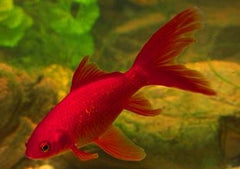 Comet - Sporty looking fish with full orange body and large fins | Comet Goldfish for Sale | Goldfish | Coldwater Goldfish | Buy Goldfish Online | Coburg Aquarium | Aquarium Fish for Sale | Buy Goldfish in Australia | coburgaquarium.com.au