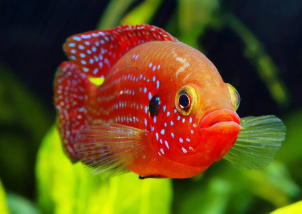 Red Forest Jewel Cichlid Freshwater Fish Aquarium Fish Coburg Aquarium