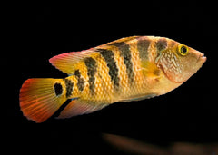 Red Terror Cichlid | Festae Cichlid | Live fish online | coburgauqarium.com.au|Aquarium FIsh for sale | Tropicah fish store | African Cichlid | Freshwater Fish | Coburg Aquarium