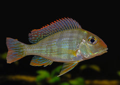 Geophagus Rio Tapajo Cichlid | Live fish online | coburgauqarium.com.au｜Aquarium FIsh for sale | Tropicah fish store | Freshwater Fish | Coburg Aquarium