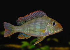 Geophagus Rio Tapajo Cichlid | Live fish online | coburgauqarium.com.au|Aquarium FIsh for sale | Tropicah fish store | Freshwater Fish | Coburg Aquarium