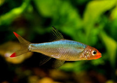 Asian Rummynose Rasbora - Sawbwa resplendens