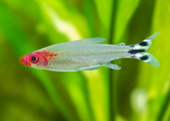 Rummynose Tetra Special (6 for $25)