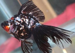 Ryukin Calico | Goldfish | Coldwater Goldfish | Buy Goldfish Online | Coburg Aquarium | Aquarium Fish for Sale | Buy Goldfish in Australia | coburgaquarium.com.au