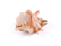 Kazoo Sea Shell