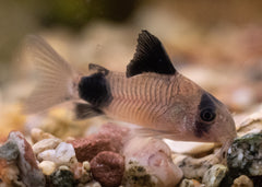 Coburg Aquarium | Corydoras - Panda | Shop tropical aquarium fish online