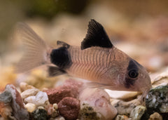 Coburg Aquarium | Corydoras - Panda | Shop tropical aquarium fish online